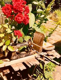 High angle view of flowering plants