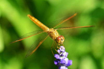 Close-up of insect on flower