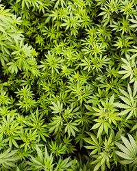 Wildly grown marijuana 