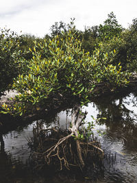 Plants growing on tree