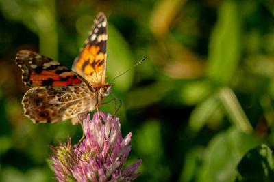 Close-up of butterfly pollinating on flower