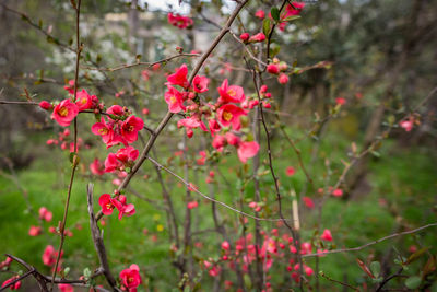 Close-up of red flowering plant