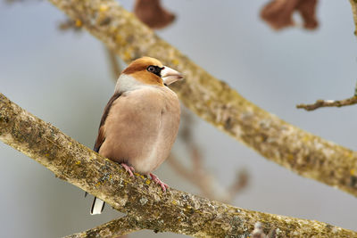 Close-up of bird perching on branch