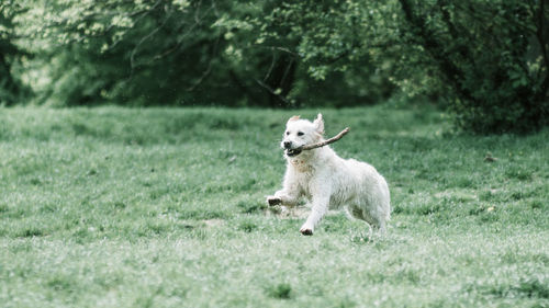 View of a dog running on grassland