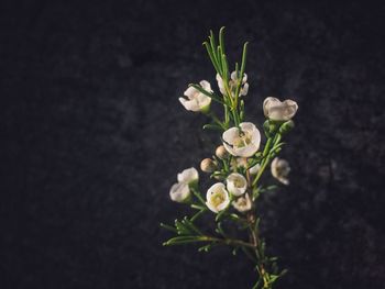 Close-up of white flowering plant against black background