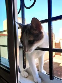 Close-up of a cat looking through window