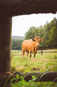 Cow looking at camera