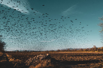 large group of animals