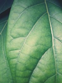 Close-up of leaf