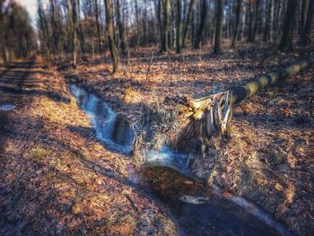 Stream amidst trees in forest