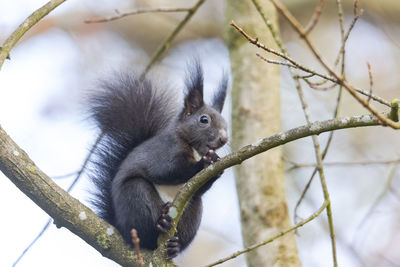 Close-up of squirrel on tree