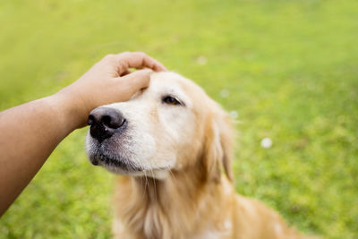 Close-up of hand holding dog