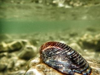 Close-up of snail shell