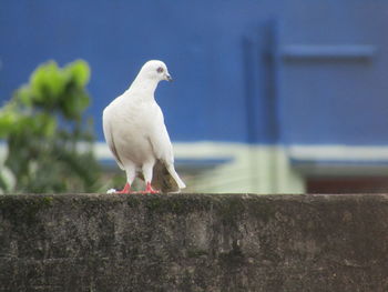 Seagull perching on retaining wall