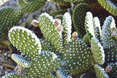 Close-up of plant