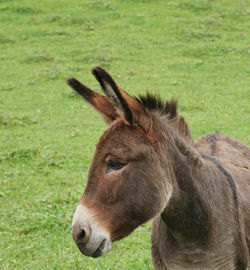 View of donkey standing on grass