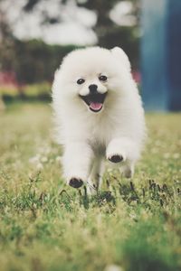 White dog looking away on field