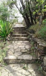 Steps amidst trees in forest