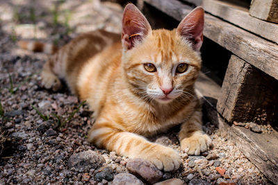 Portrait of cat sitting outdoors