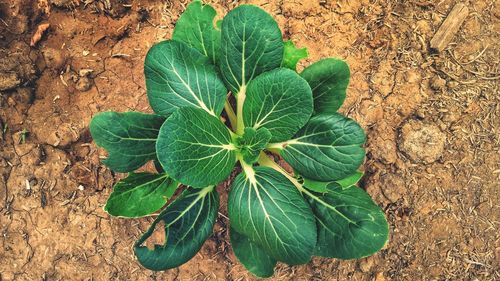 High angle view of plant growing on land