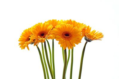 Close-up of orange flowers against white background