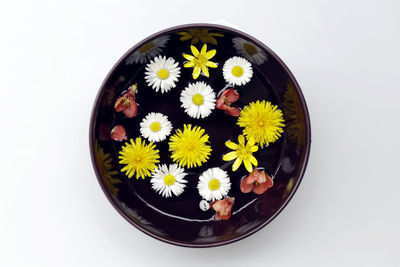 High angle view of flower pot against white background