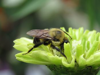 Close-up of bee pollinating on flower