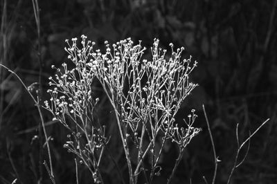 Close-up of frozen plant on land