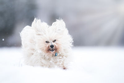 Close-up portrait of white dog running on snow covered field