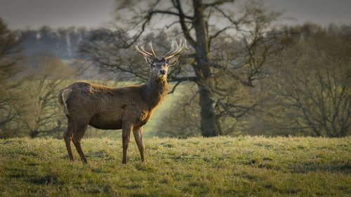 Deer standing on field