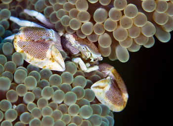 Close-up of jellyfish in sea