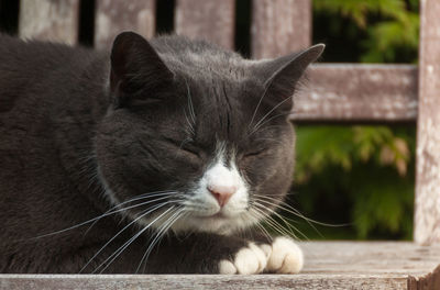 Close-up of cat relaxing outdoors