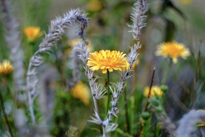 Close-up of yellow flowering plant on field