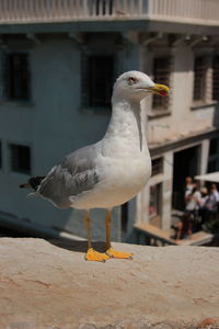 Close-up of seagull perching on retaining wall against buildings