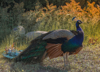 Peacock in a field