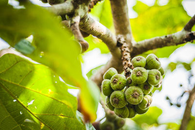 Bunch of fruit on fig tree