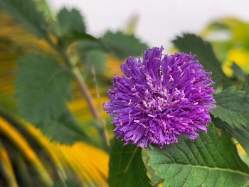 flowering plant