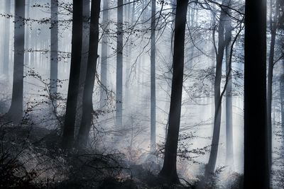 Bare trees in forest