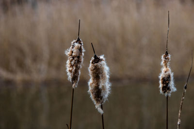 Close-up of wilted plant on field