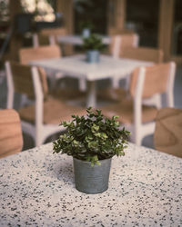 High angle view of potted plant on table