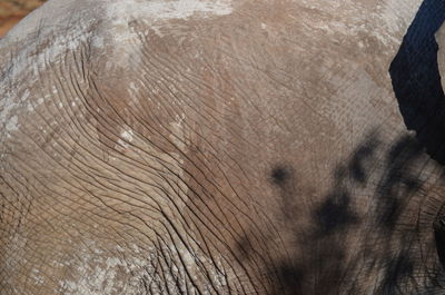 Cropped image of elephant