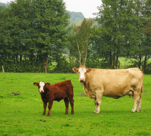 Cows standing on field against trees