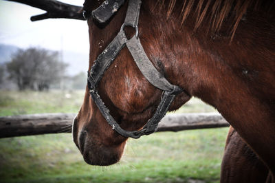 Horse portrait