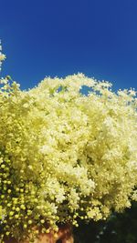 Close-up of yellow flowers against clear blue sky