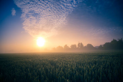 Golden horizons. majestic summer sunrise over countryside wheat field in northern europe