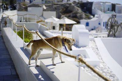 Dog in front of built structure