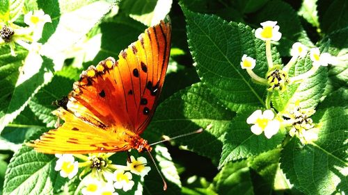 Close-up of butterfly perching on flower