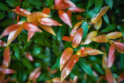 Close-up of orange flowering plant