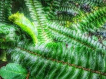 Full frame shot of leaves