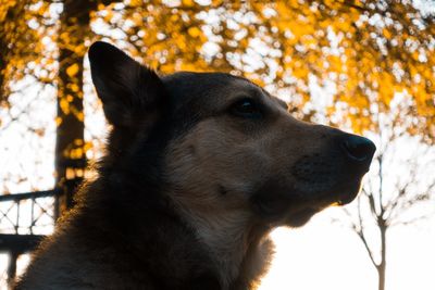 Close-up of dog looking away